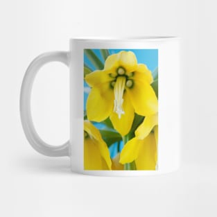 Fritillaria imperialis  &#39;Maxima Lutea&#39;  AGM  Crown imperial Mug